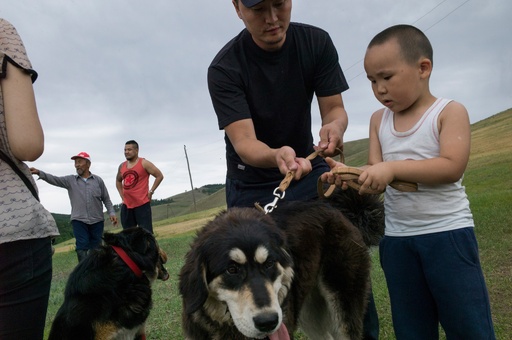 モンゴルの最良の友 牧畜犬モンゴリアン バンホールを救え 写真6枚 国際ニュース Afpbb News