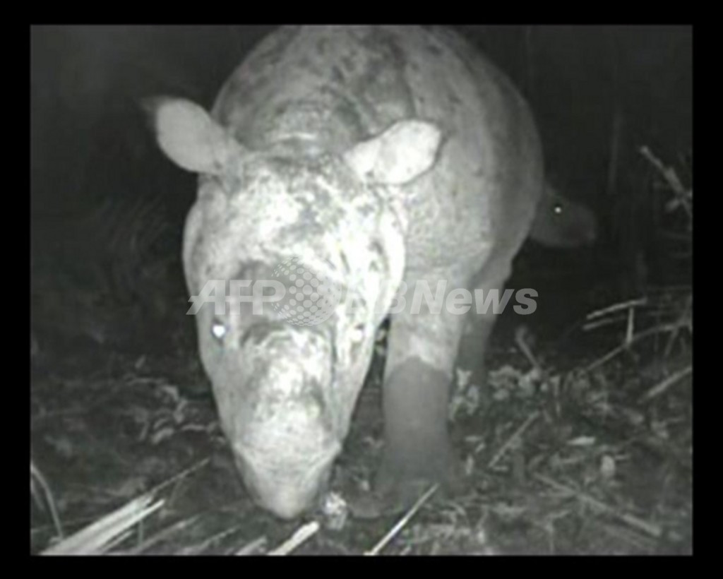 【動画】絶滅危ぐ種のジャワサイ、映像撮影に成功 【動画】絶滅危ぐ種のジャワサイ、映像撮影に成功