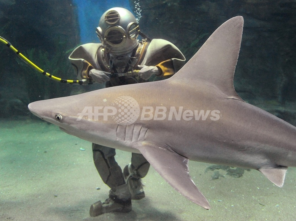 サメは色を見分けられない オーストラリア研究 写真1枚 国際ニュース Afpbb News