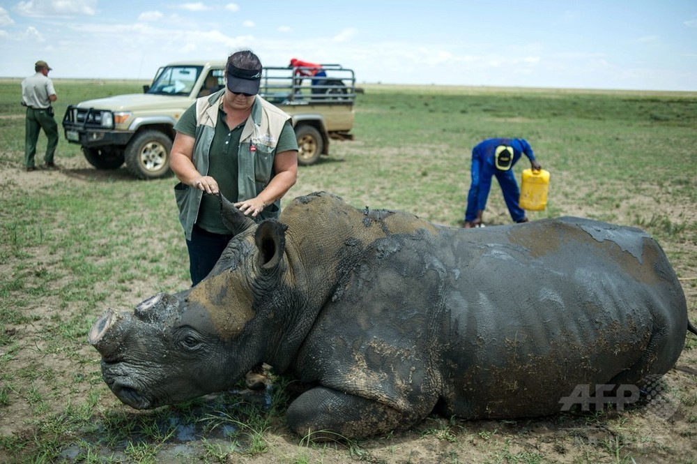 南アでサイの角のオンライン競売開始 密猟助長と批判も 写真1枚 国際ニュース Afpbb News