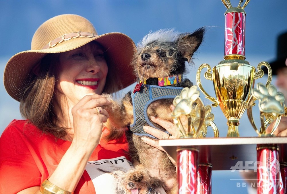 不細工が自慢 世界一醜い犬コンテスト 米カリフォルニア 写真21枚 国際ニュース Afpbb News