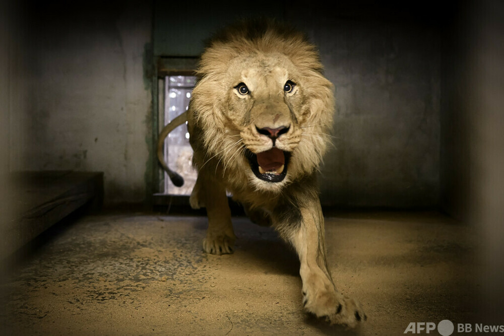 おうちが一番！ 山火事の避難先から戻ったライオン 仏動物園 写真10枚
