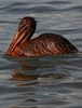 米南部沖のメキシコ湾（Gulf of Mexico）の原油流出事故で油まみれになったカッショクペリカン。米ルイジアナ（Louisiana）州East Grand Terre Islandで撮影。流出した原油はルイジアナ州沿岸部に大量に押し寄せている（2010年6月4日撮影）。(c)AFP/Getty Images/Win McNamee