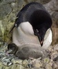 大阪の水族館「海遊館（Osaka Aquarium Kaiyukan）」で、10日に生まれたアデリーペンギンの赤ちゃんとその母親（2013年7月26日撮影）。(c)AFP/KAZUHIRO NOGI