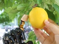 レモンに触れてその硬さを感知するバイオニック３Ｄ電子皮膚（資料写真）。(c)Xinhua News