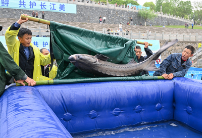 カラチョウザメ２万匹以上を長江に放流　中国湖北省