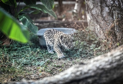 何を狙っているのかな？ ジャガーの赤ちゃん 仏パリ