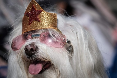 一足お先に…リオで犬たちのカーニバル