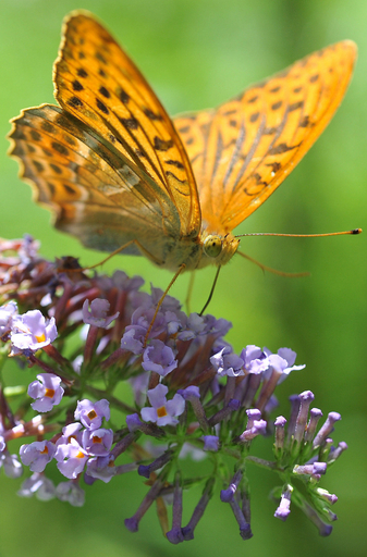 花にとまったチョウ、独ミュンヘン植物園