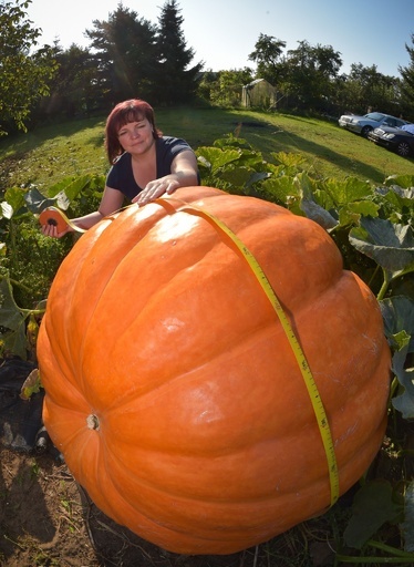 重さ260キロの巨大カボチャ、初挑戦で快挙 ドイツ