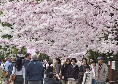 都内で桜が満開に、花見客で各所にぎわう