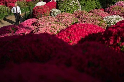 Azalea garden at Nezu Shrine in Tokyo 