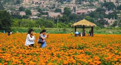 295万鉢の菊の花が古城を飾る、中国・開封