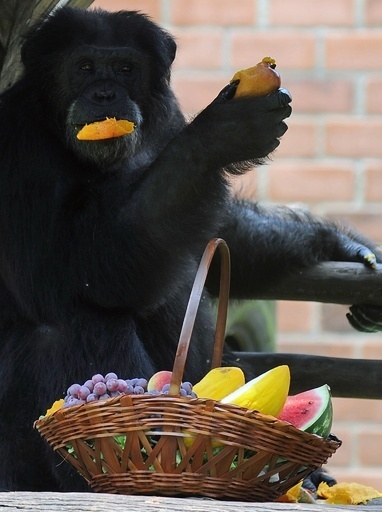 米政府、チンパンジー使った医療研究への出資打ち切り