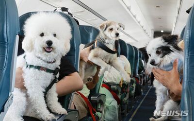 韓国で増加する「ペットと海外旅行」…専用チャーター機・愛犬ホテル・ペットパークまで