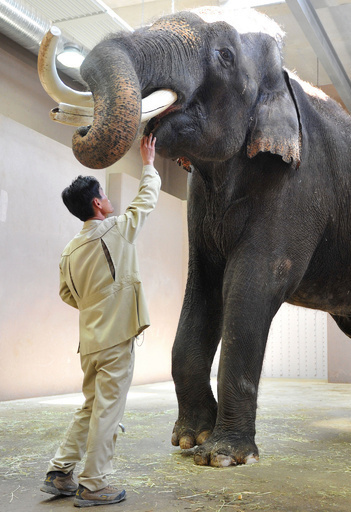 韓国語を「話す」ゾウ、鼻を活用し発声 韓欧研究