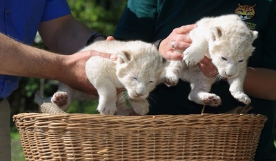 仲良しきょうだい、赤ちゃんライオン 独動物園 写真5枚 国際ニュース 