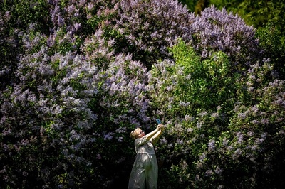 ライラックやリンゴの花に包まれて ロシア・モスクワ