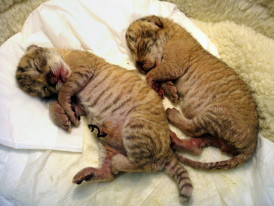 ライオンとトラの子「ライガー」誕生、台湾初 所有者に罰金か