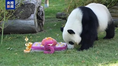 スペイン・マドリード動物園でパンダの誕生日イベント