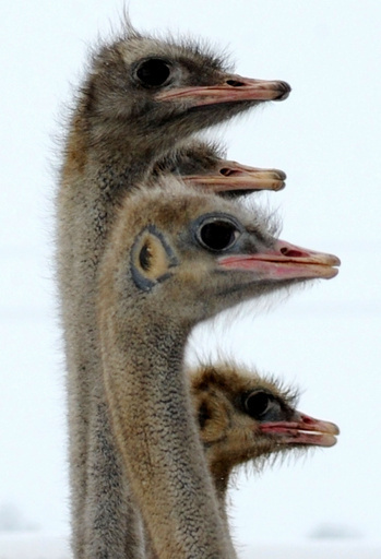 寒さも何のその、ベラルーシで飼育されるダチョウ