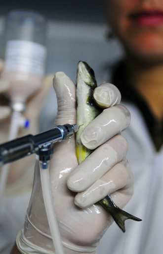 チリでサケ貧血症のワクチン開発