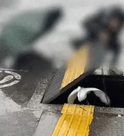 「割り箸とひもで繋いだ命」日本旅行中の韓国人家族、下水道のサギを救出…日韓で響く「ありがとう」の感謝