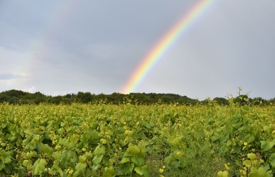 ブドウ園上空にかかる虹 フランス