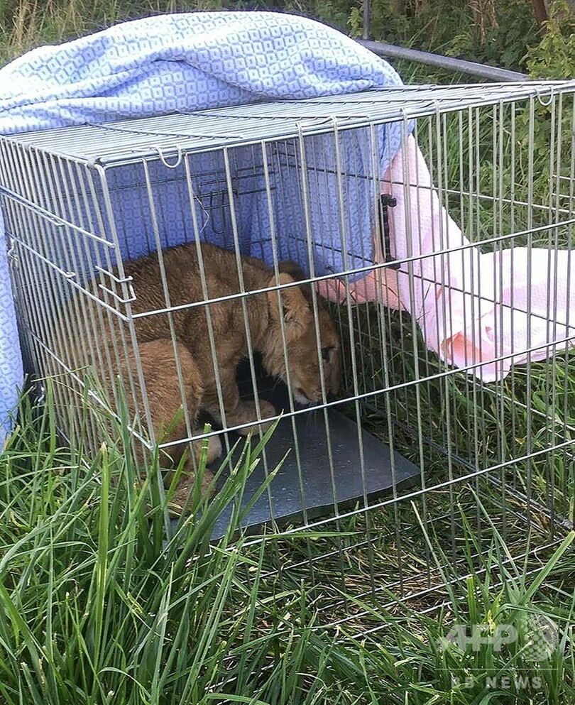 おりに入った捨てライオン見つかる、警察が捜査 オランダ