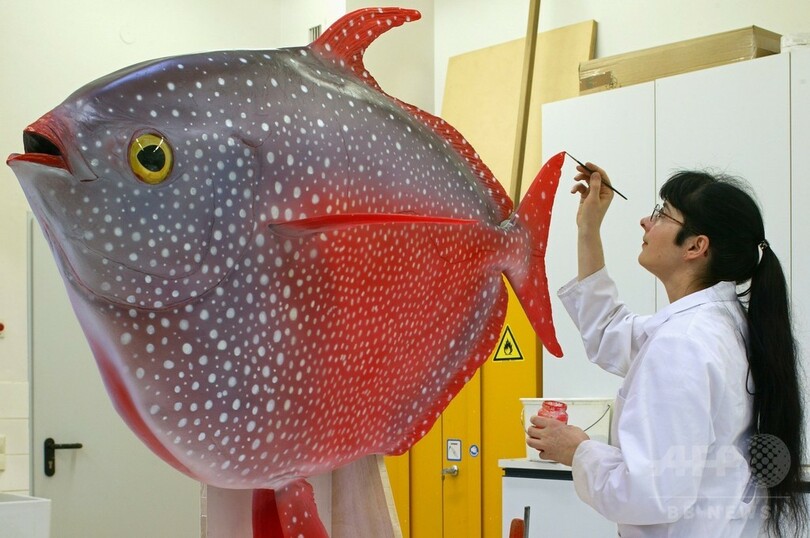 科学史上初の「恒温魚」、深海の生存競争で優位に 米研究