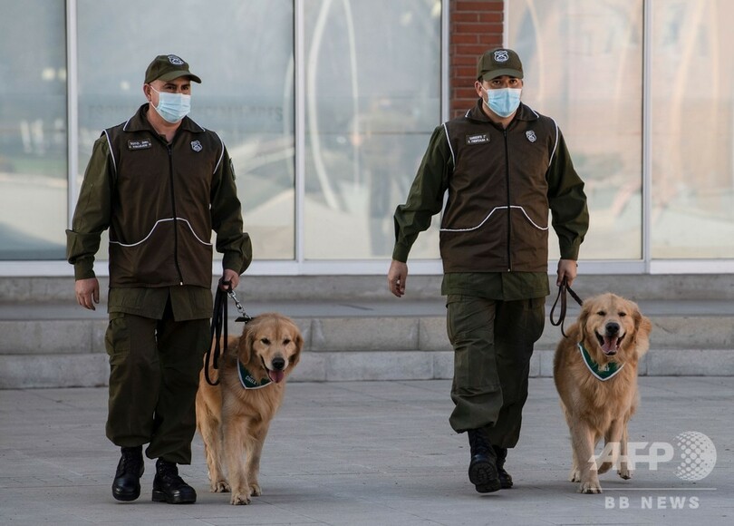 コロナ患者嗅ぎ分ける探知犬を養成へ チリで訓練進む