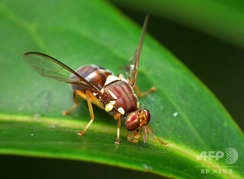 雌のハエ 交尾の満足感で他の雄への興味失う 研究 写真1枚 国際ニュース Afpbb News