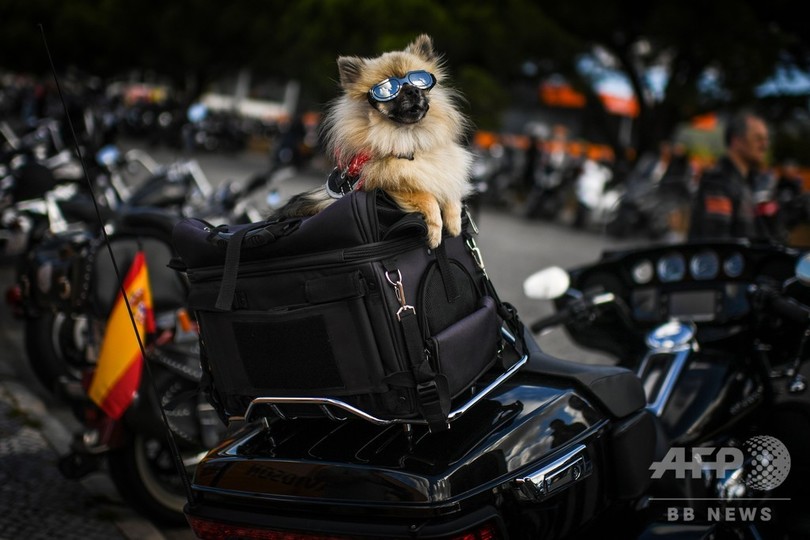 ハーレー愛好家が大集結 真っ青な空と海背に快走 ポルトガル 写真13枚 国際ニュース Afpbb News