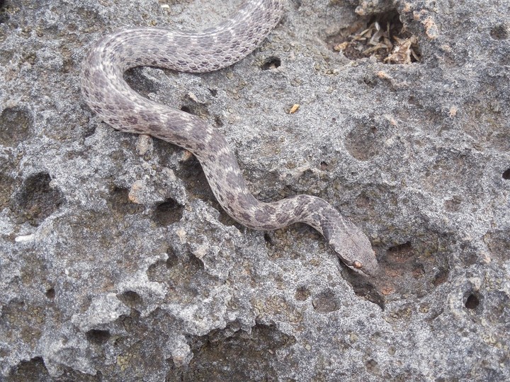 「絶滅」のヘビ、数十年ぶりに太平洋の島で発見 メキシコ 「絶滅」のヘビ、数十年ぶりに太平洋の島で発見 メキシコ