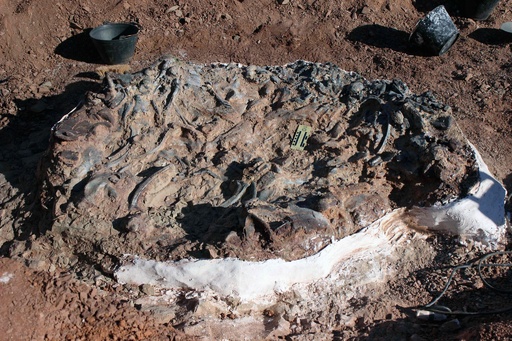 2億2000万年前の恐竜の化石を発見、アルゼンチン 写真4枚 国際ニュース