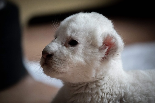 縫いぐるみみたい、ふわふわホワイトライオンの赤ちゃんお披露目 仏