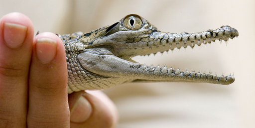 小さくたって鋭い歯、動物園のオーストラリアワニ ドイツ 写真2枚 国際