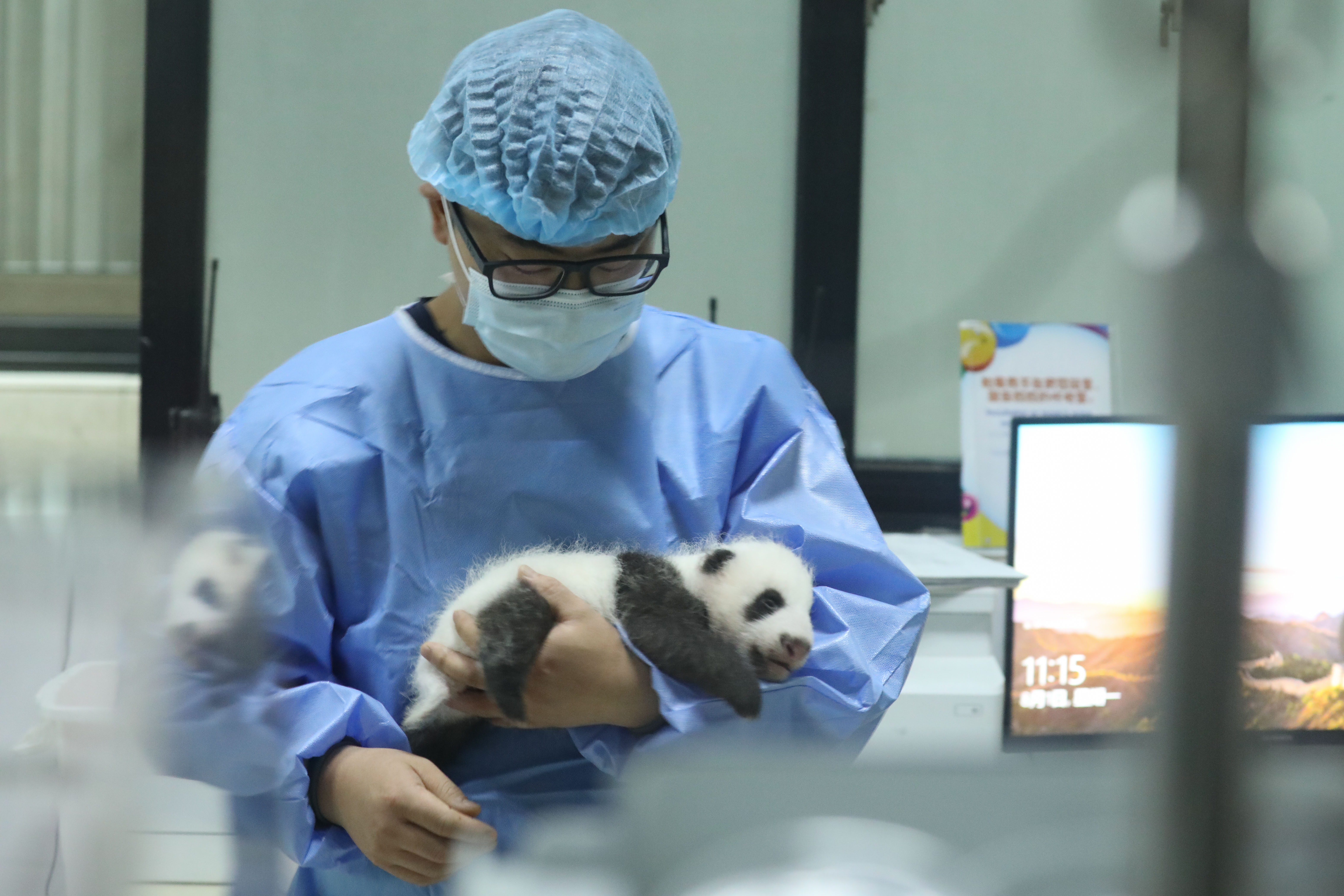 成都パンダ基地、一般公開を再開 四川省 写真6枚 国際ニュース：AFPBB News