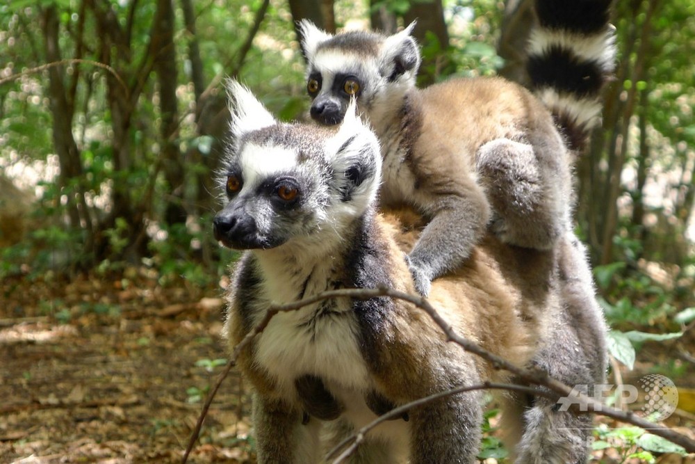 キツネザルの95 が絶滅危機 Iucn報告 写真1枚 国際ニュース Afpbb News