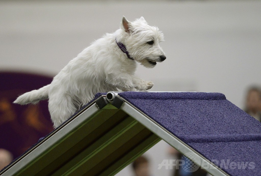 犬の機敏さ競う「アジリティ」選手権、NYで開催