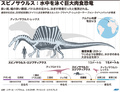 スピノサウルス・エジプティアクス（Spinosaurus aegyptiacus）について解説した図。(c)AFP