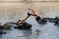イラク・バグダッド東部を流れるチグリス川の支流で水牛の群れと水浴びをする少年（2021年8月2日撮影）。(c)AHMAD AL-RUBAYE / AFP