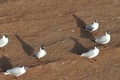 湖畔を散歩するゴビズキンカモメ（2024年4月16日提供）。(c)CGTN Japanese