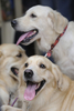 スリランカのコロンボ（Colombo）で恒例の「オールブリード・チャンピオンシップ・ドッグショー（All Breed Championship Dog Show）」が開催され、22犬種155匹の犬たちが参加した（2009年8月16日撮影）。(c)AFP/Ishara S. KODIKARA