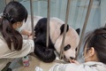 台湾の台北市立動物園で治療を受けるパンダの「団団（トゥアントゥアン）」。同園提供（撮影日不明、2022年10月27日公開）。(c)AFP PHOTO / Taipei Zoo