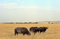 ケニアのマサイマラ（Masai Mara）国立保護区に隣接したOlare Orok保護区で、草を食むバッファロー（2008年7月30日撮影）。(c)AFP/TONY KARUMBA