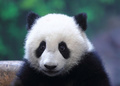 中国広東（Guangdong）省広州（Guangzhou）の動物園、長隆野生動物世界（Chimelong Safari Park）で遊ぶ生後6か月のジャイアントパンダ「隆隆（ロンロン、Long Long）」（2014年2月16日撮影）。(c)AFP