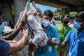 インド・チェンナイで定期予防接種を受ける馬（2021年7月2日撮影）。(c)Arun SANKAR / AFP