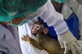 タイ・サラブリにあるタイ霊長類研究センターの施設で、サルの赤ちゃんを調べる職員（2020年5月23日撮影）。(c)Mladen ANTONOV / AFP
