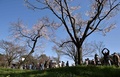 一般公開されている皇居・乾通りの桜を眺める人々（2016年3月25日撮影）。(c)AFP/KAZUHIRO NOGI